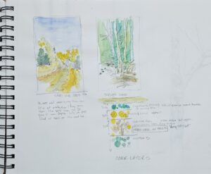 Nature sketches by Liz Locket