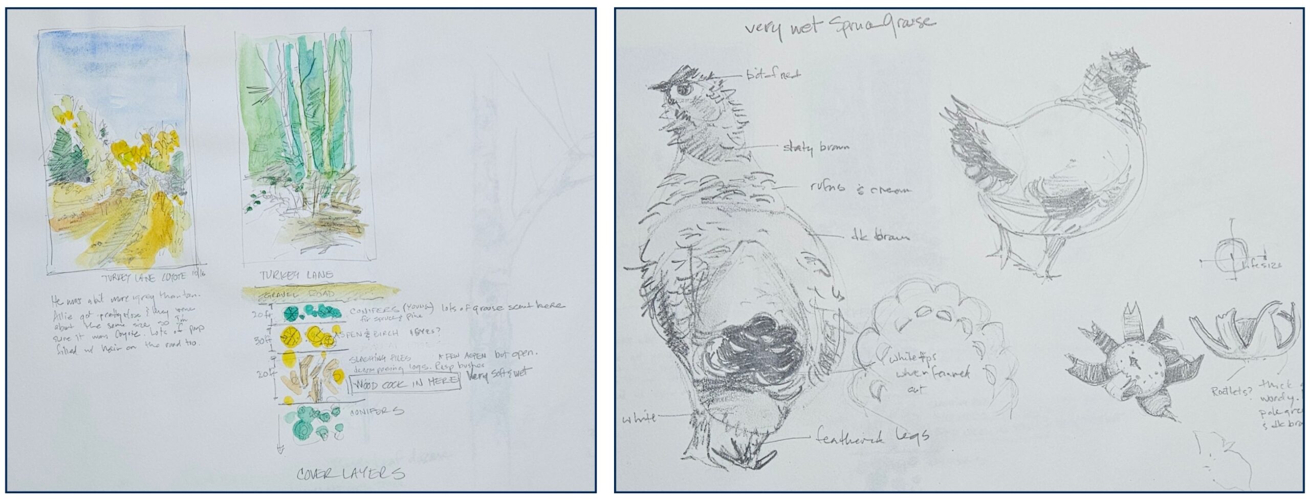 Nature Journaling Artwork by Liz Lockett
